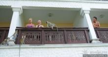 Шустрые обезьянки в отеле "Sautern Palms Beach Resort"