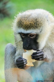 Шустрые обезьянки в отеле "Sautern Palms Beach Resort"