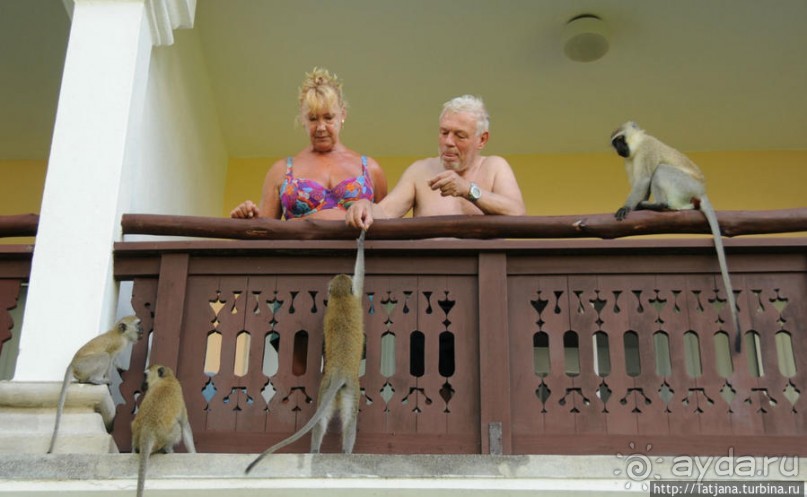 Шустрые обезьянки в отеле "Sautern Palms Beach Resort"