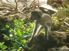 Шустрые обезьянки в отеле "Sautern Palms Beach Resort"