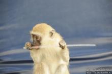 Шустрые обезьянки в отеле "Sautern Palms Beach Resort"