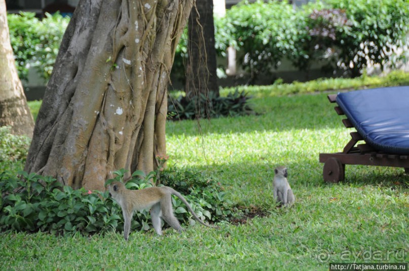 Шустрые обезьянки в отеле "Sautern Palms Beach Resort"