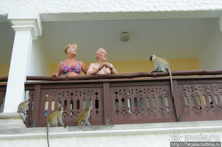 Шустрые обезьянки в отеле "Sautern Palms Beach Resort"