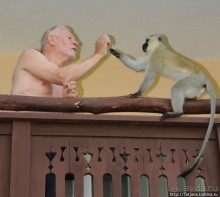 Шустрые обезьянки в отеле "Sautern Palms Beach Resort"