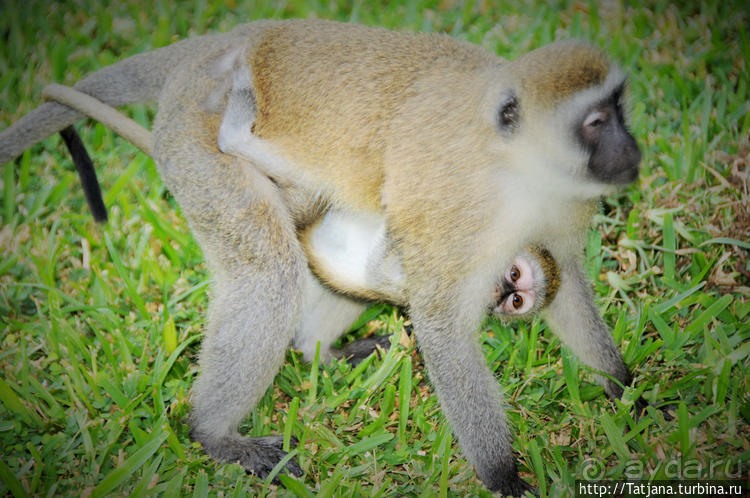 Шустрые обезьянки в отеле "Sautern Palms Beach Resort"