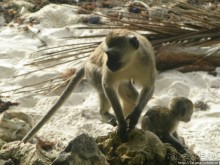 Шустрые обезьянки в отеле "Sautern Palms Beach Resort"