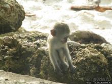 Шустрые обезьянки в отеле "Sautern Palms Beach Resort"