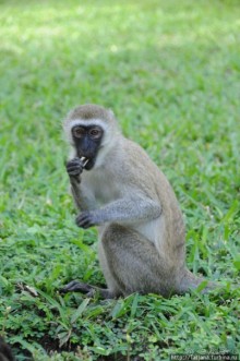 Шустрые обезьянки в отеле "Sautern Palms Beach Resort"