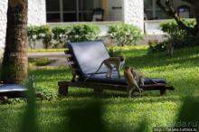 Шустрые обезьянки в отеле "Sautern Palms Beach Resort"