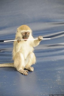 Шустрые обезьянки в отеле "Sautern Palms Beach Resort"