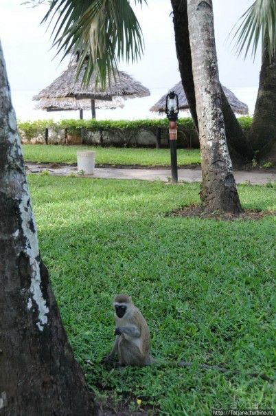 Альбом отзыва "Шустрые обезьянки в отеле "Sautern Palms Beach Resort""