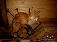 Божественная тишина природы, караоке и сауна.