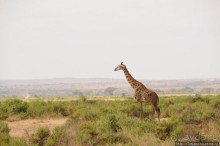 В деревушке Масаев