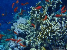 Порт Галиб — новый порт, новый город