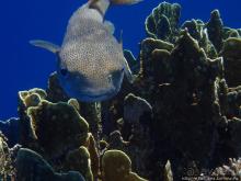 Порт Галиб — новый порт, новый город