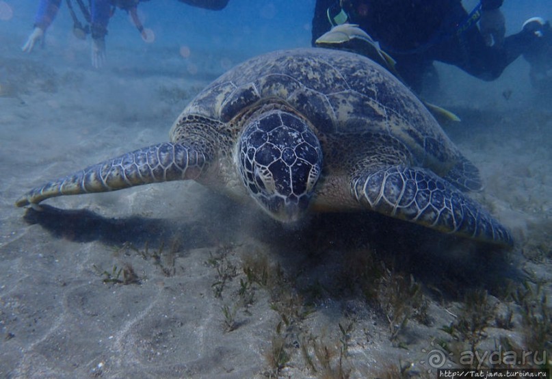 Порт Галиб — новый порт, новый город