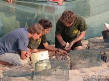 Широкий и прекрасный пляж и музыка волн