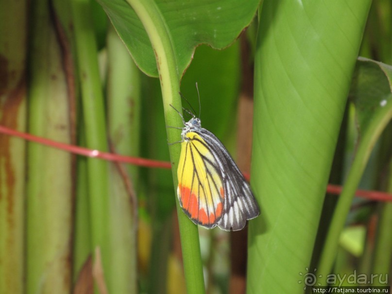 Зубная клиника Payon Dental Clinic