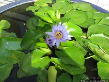 Тук-тук, зима в Бангкоке и Королевский Дворец.