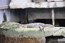 Тук-тук, зима в Бангкоке и Королевский Дворец.