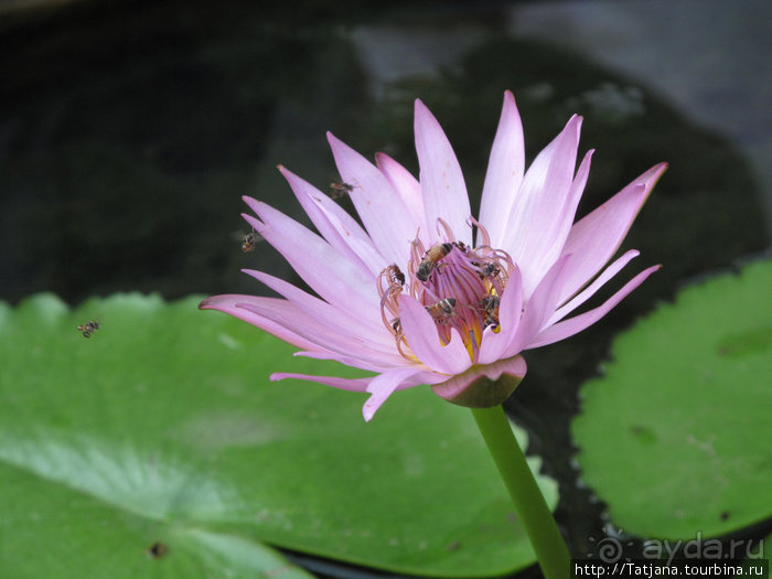 Тук-тук, зима в Бангкоке и Королевский Дворец.