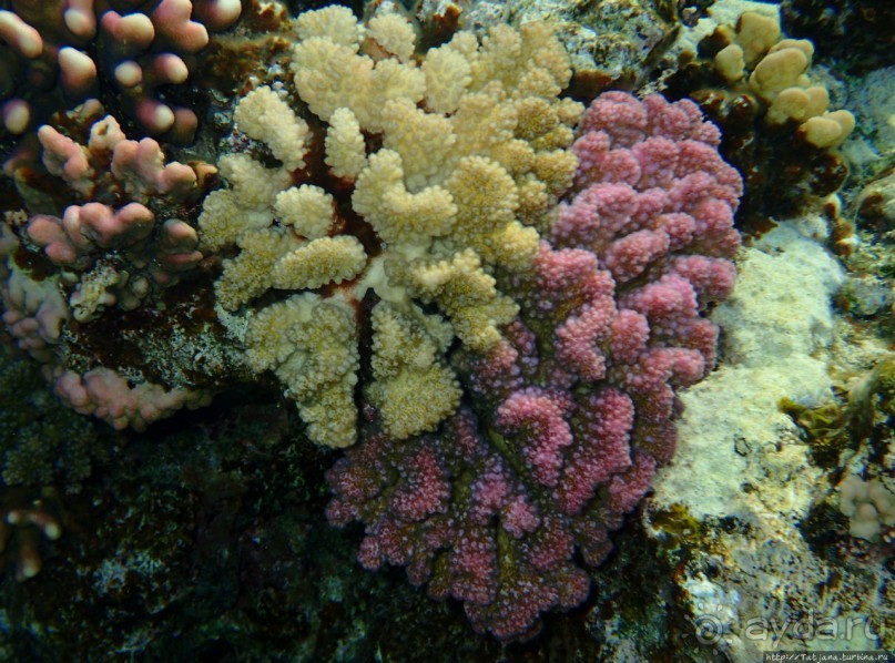 Отель Оазис в центре Порт Галиб