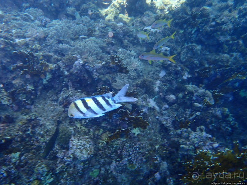 Отель Оазис в центре Порт Галиб