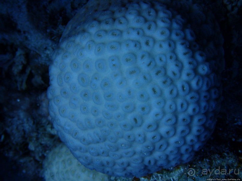 Отель Оазис в центре Порт Галиб