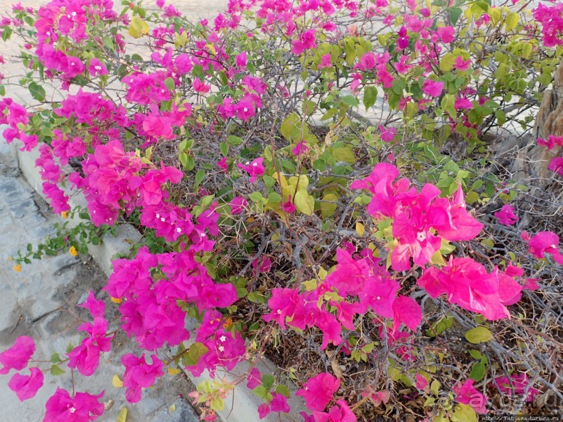 Отель Оазис в центре Порт Галиб