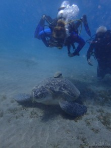 Отель Оазис в центре Порт Галиб