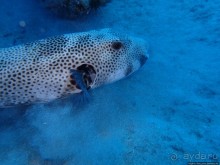 Отель Оазис в центре Порт Галиб