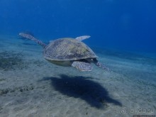Отель Оазис в центре Порт Галиб
