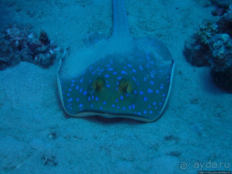 Отель Оазис в центре Порт Галиб