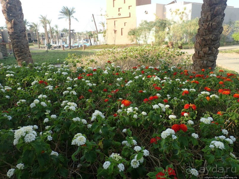 фото Марса Алама