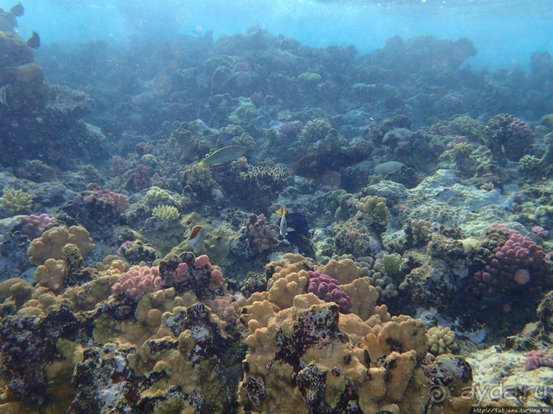 Отель Оазис в центре Порт Галиб