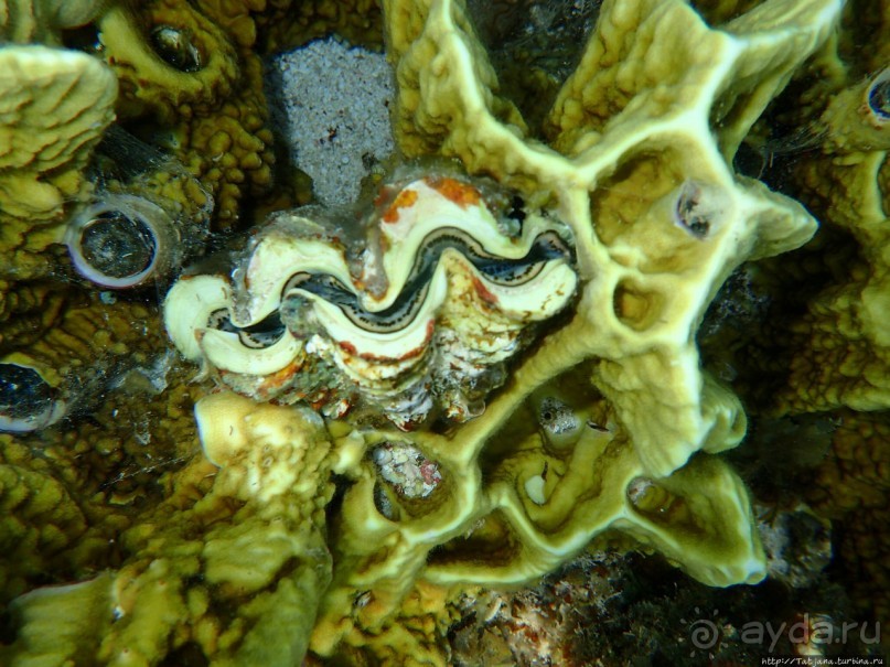 Отель Оазис в центре Порт Галиб