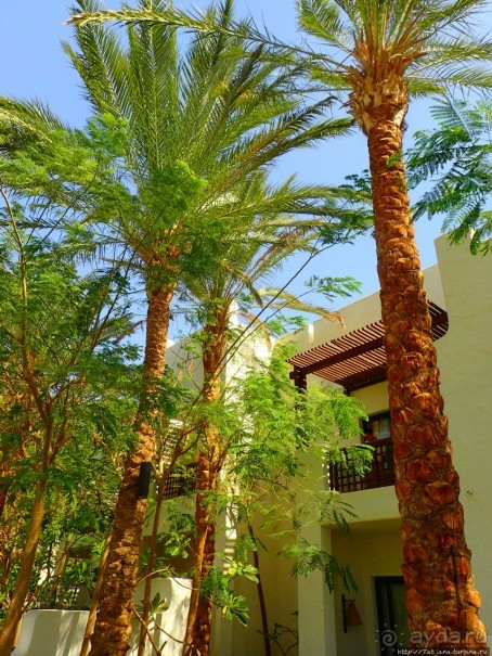 фото Марса Алама