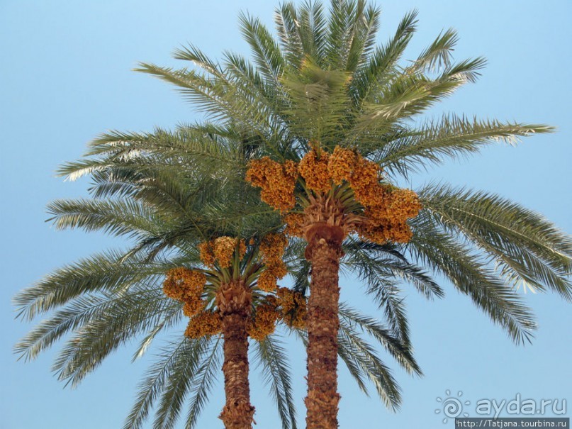 Пустыня ... жара и великолепие Луксора