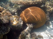 Отдых с детьми в любое время года -hotel "Albatros Resort"