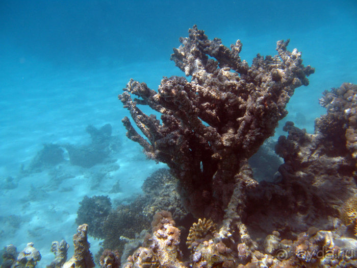 Отдых с детьми в любое время года -hotel "Albatros Resort"