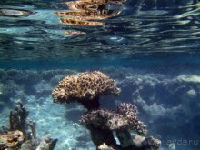 Отдых с детьми в любое время года -hotel "Albatros Resort"