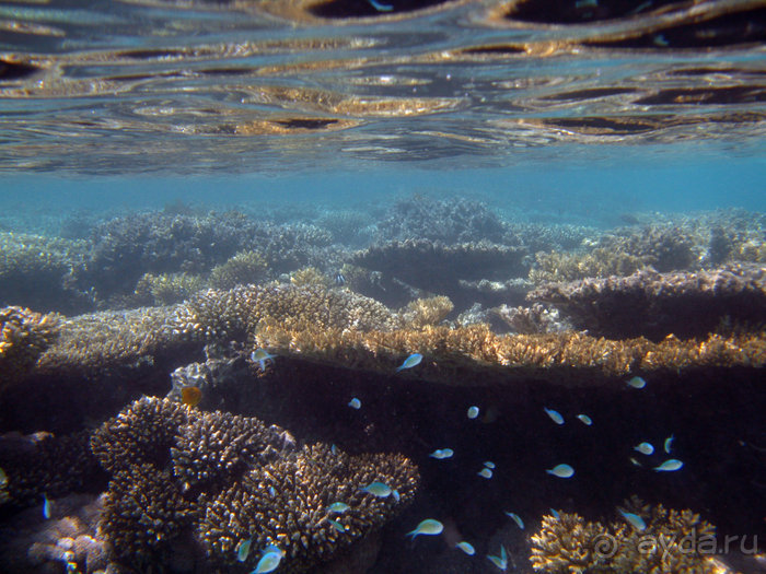 Отдых с детьми в любое время года -hotel "Albatros Resort"