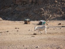 Отдых с детьми в любое время года -hotel "Albatros Resort"