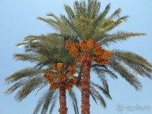 Альбом отзыва "Отдых с детьми в любое время года -hotel "Albatros Resort""