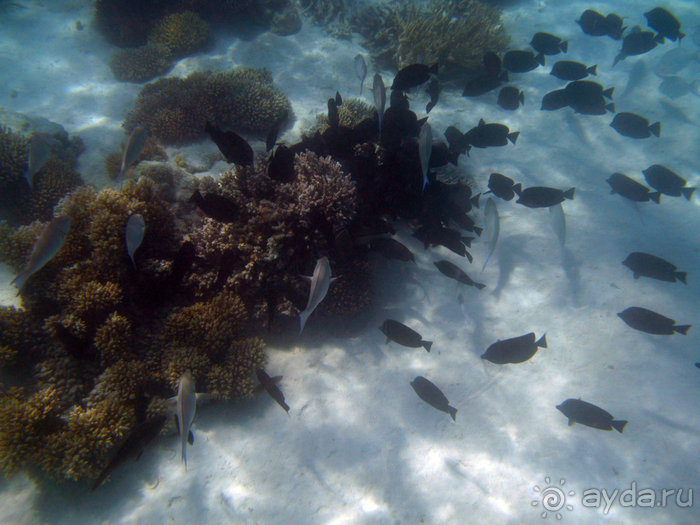 Альбом отзыва "Отдых с детьми в любое время года -hotel "Albatros Resort""