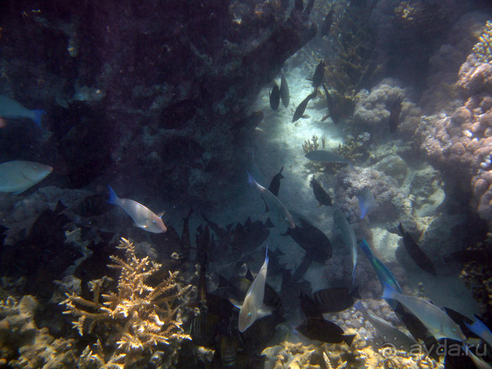 Альбом отзыва "Отдых с детьми в любое время года -hotel "Albatros Resort""