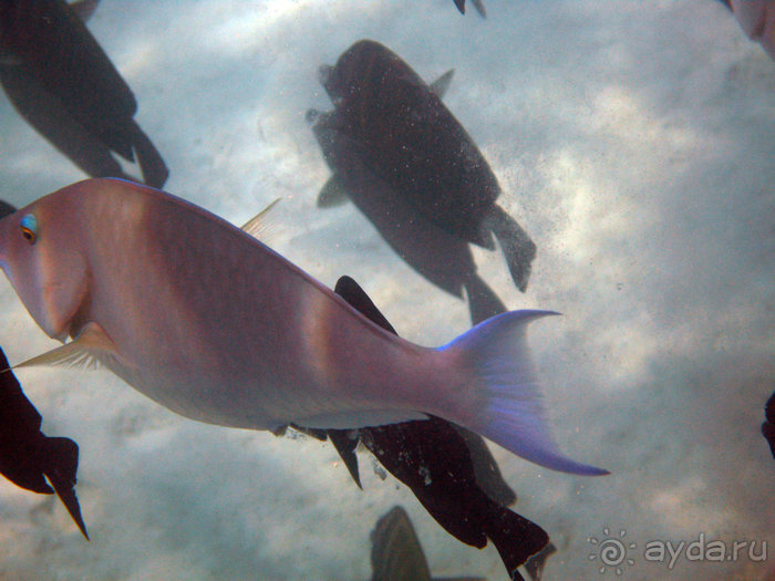 Альбом отзыва "Отдых с детьми в любое время года -hotel "Albatros Resort""