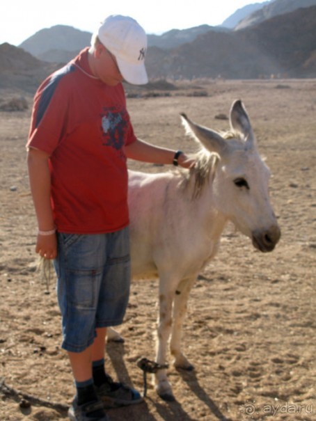 Альбом отзыва "Отдых с детьми в любое время года -hotel "Albatros Resort""