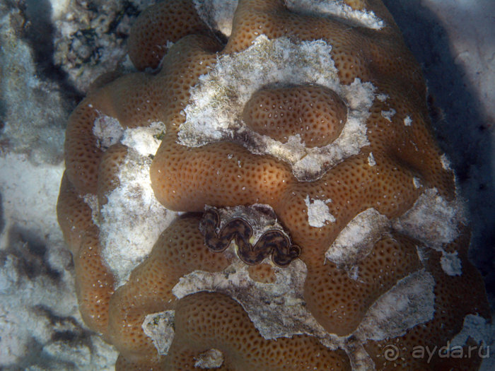 Альбом отзыва "Отдых с детьми в любое время года -hotel "Albatros Resort""