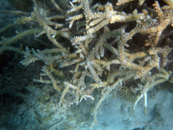 Альбом отзыва "Отдых с детьми в любое время года -hotel "Albatros Resort""